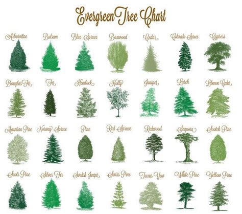 types of fir trees in washington - Damagingly Blogged Picture Galleries