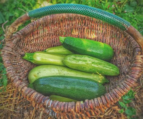 Summer squash growing guide - gardenstead