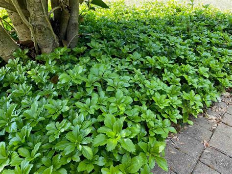 When To Plant Pachysandra Ground Cover | Storables