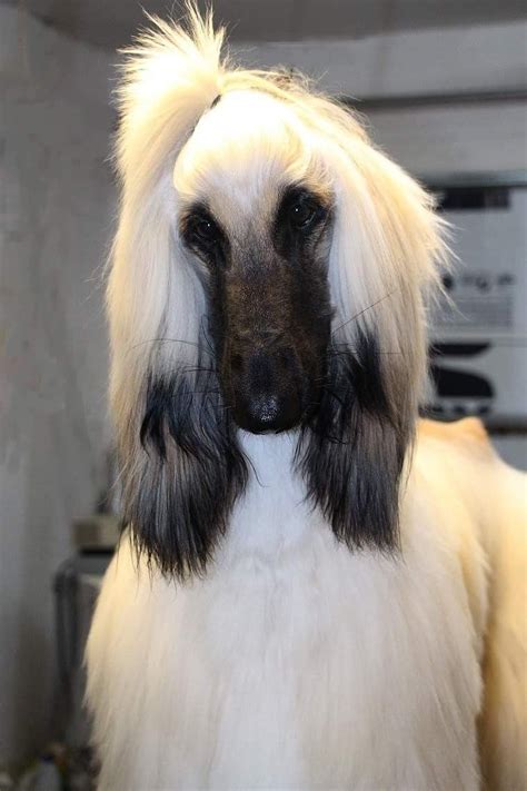 Afghan Hound | Afghan hound, Pure breed dogs, Hound breeds