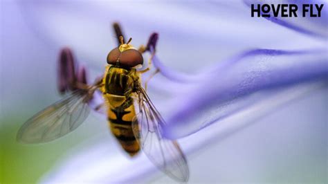 Aposematism, Müllerian Mimicry, and Batesian Mimicry - Untamed Science