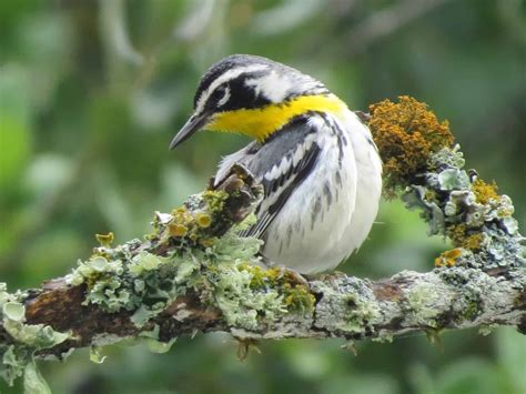 Creature Feature: Yellow-throated Warbler – Columbus Audubon