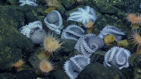 The world’s biggest cephalopod gathering.