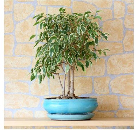 Care and Growing Guide for Weeping Fig Tree Plant - Ficus Tree - House ...