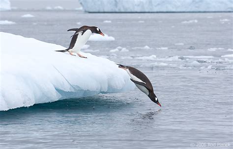 Gentoo Penguins Diving Off Iceberg | Rod Planck Photography