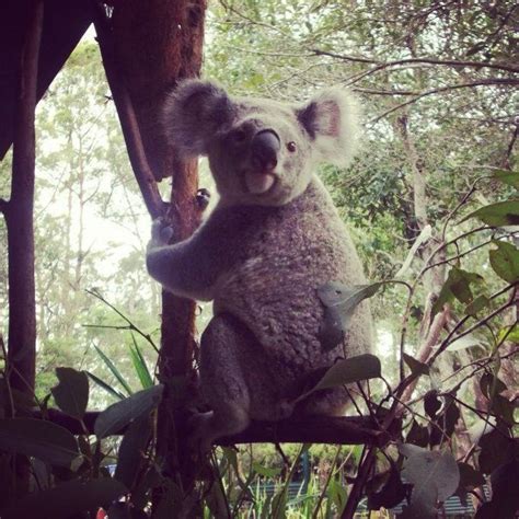 Koala, Australia Zoo, Brisbane Koala Bear, Brisbane, Zoo, Australia, Animals, Animales, Animaux ...