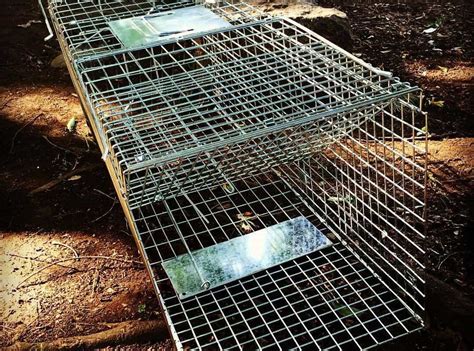 5 Best Groundhog Traps in 2024 [Detailed Reviews]