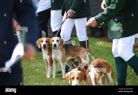 Ardingly hounds hi-res stock photography and images - Alamy