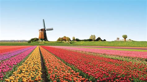 Cánh đồng hoa tulip - Lisse, Hà Lan