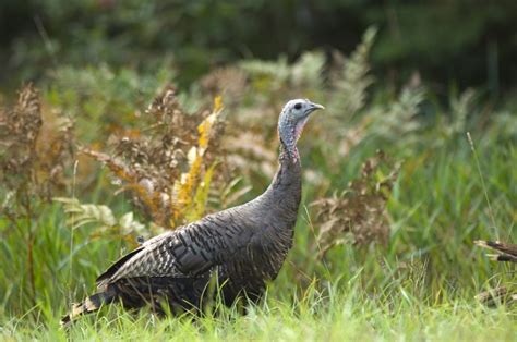 Michiganders thankful for turkey’s restoration | Michigan Wildlife Council