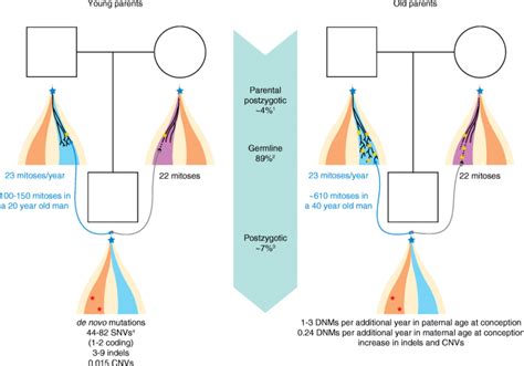 New insights into the generation and role of de novo mutations in ...