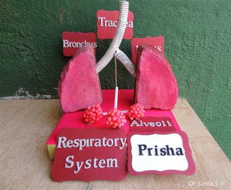 Cards ,Crafts ,Kids Projects: Making a Respiratory System Model