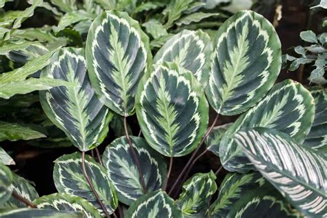 Calathea Light Requirements: The Ultimate Guide (2023)