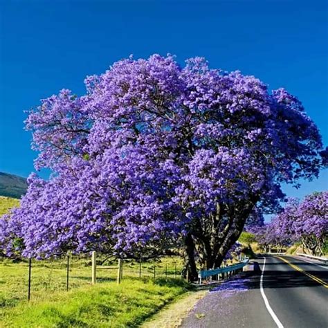 Blue Purple Jacaranda | Mimosifolia Tree Shrub Heirloom | Plantly