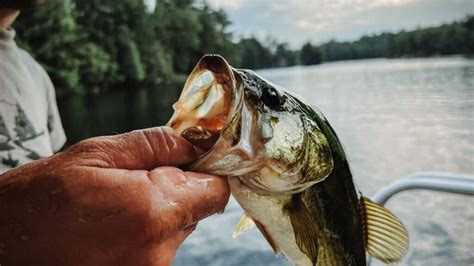 Choosing the Best Bass Fishing Lures: A Beginner's Guide