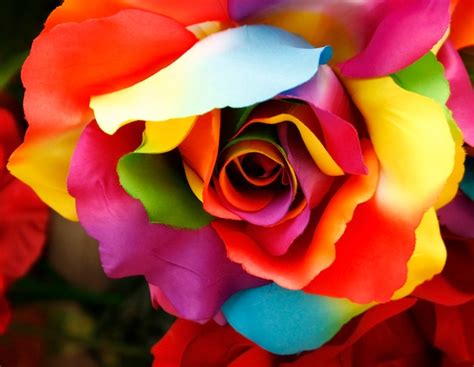 Premium Photo | Rainbow rose with colored petals