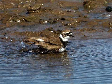 Bird Plover Ornithology - Free photo on Pixabay