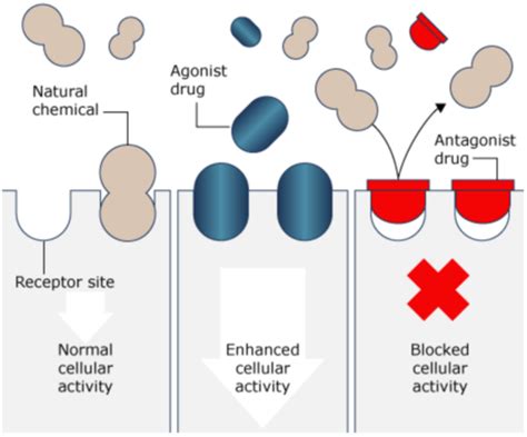 Drug Receptor Interactions (2) Flashcards | Quizlet