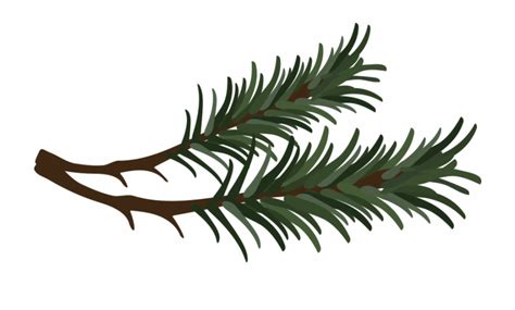 Pine Tree Branch Drawing