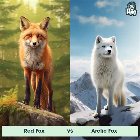 Red Fox vs Arctic Fox: See Who Wins | Animal Matchup