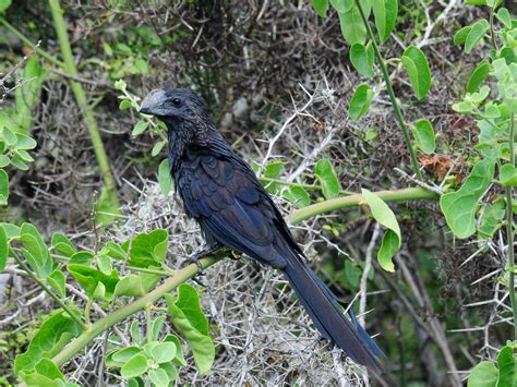 Smooth-billed Ani | Audubon Field Guide