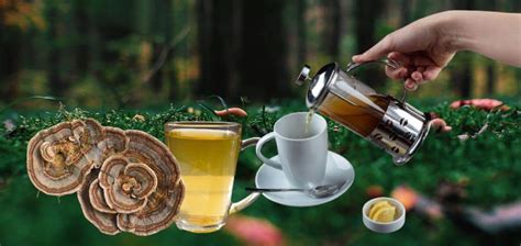 Turkey Tail Mushroom Tea Benefits & Recipes - Drug Genius