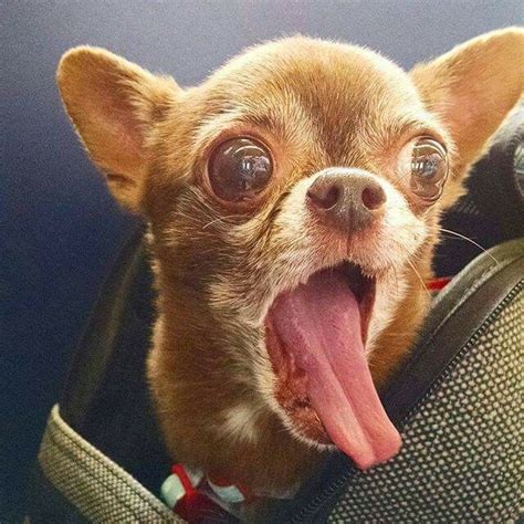 😨😨😨😨 | Funny animal pictures, Chihuahua funny, Cute puppies