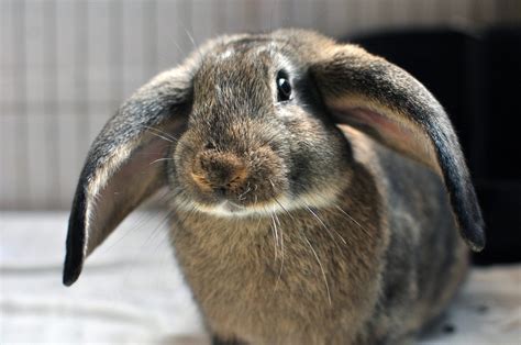 12 things to know before adopting a rabbit - BC SPCA