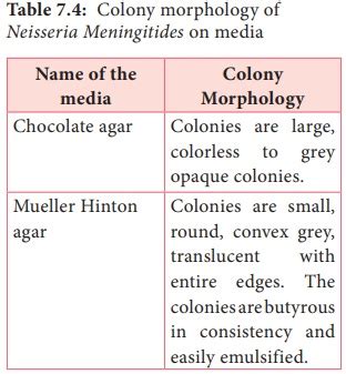 Neisseria Meningitides (Meningococcus) - Morphology, Cultural Characteristics, Pathogenesis ...