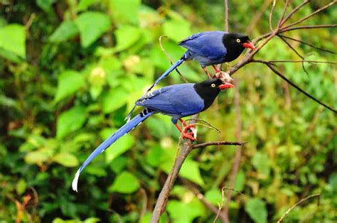 Taiwan Blue Magpie » GagDaily News