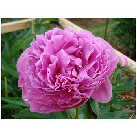 Dr. Alexander Fleming Peony | Bulb flowers, Peonies, Red succulents