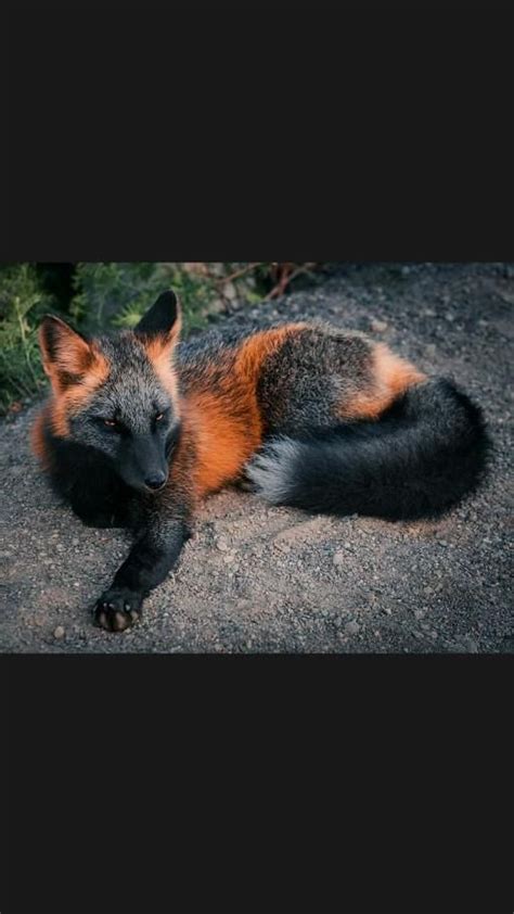 The rare beauty of a Melanistic fox. Incredible. | Pinterest