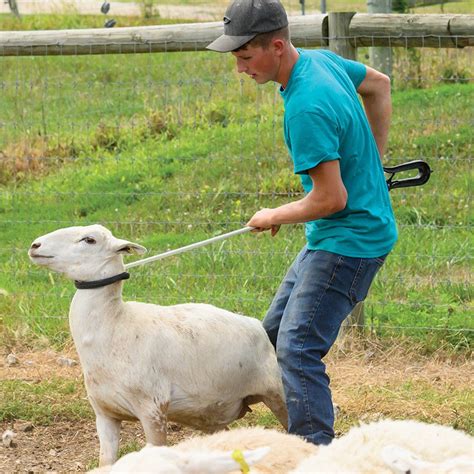 Choosing the Best Shepherd Crook - Premier1Supplies