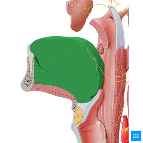 Tongue: Anatomy, muscles, neurovasculature and histology | Kenhub