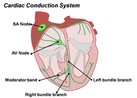 Cardiac conduction Diagram | Quizlet