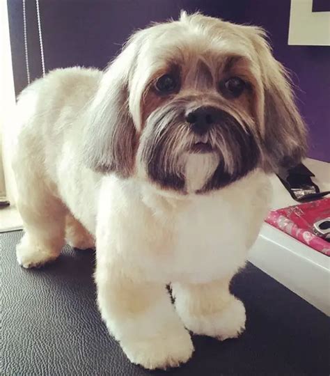 18 Best Lhasa Apso Haircuts for Dog Lovers – Page 3 – The Paws