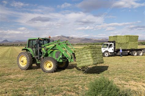 Alfalfa harvest in New Mexico, USA - Stock Image - C052/6340 - Science ...