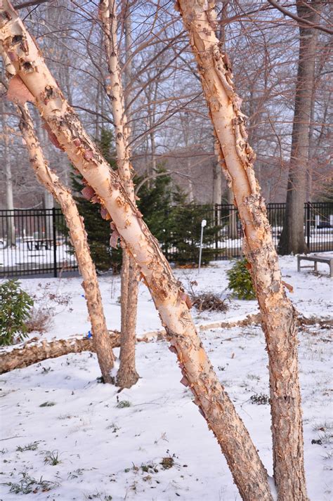 UMD Arboretum and Botanical Garden: Winter Interest in the Landscape