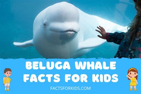 16 Beluga Whale Facts for Kids to Spark Their Curiosity – Facts For Kids