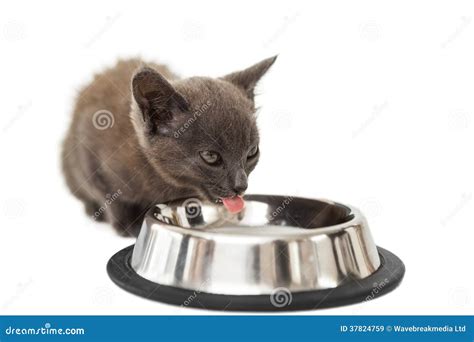 Grey Kitten Drinking Milk from a Bowl Stock Image - Image of white, grey: 37824759