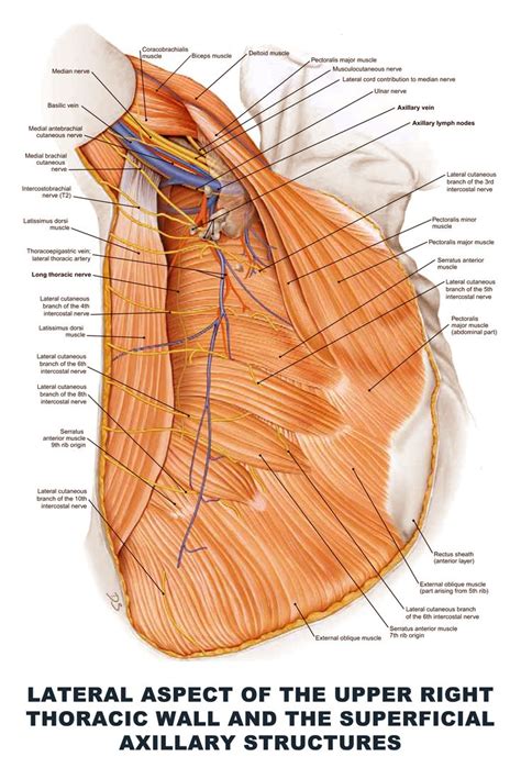 Lateral Aspect of the Upper Right Thoracic Wall and the Superficial Axillary Structures - # ...