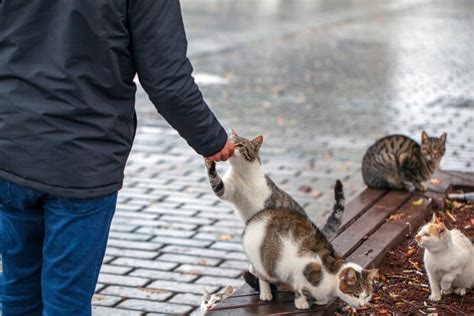 How to Get a Stray Cat to Trust You: 6 Vet-Approved Tips & Tricks ...