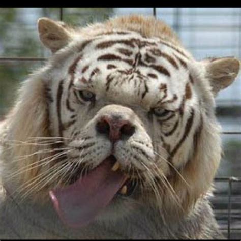 My favorite animal ever! DOWN SYNDROME TIGER