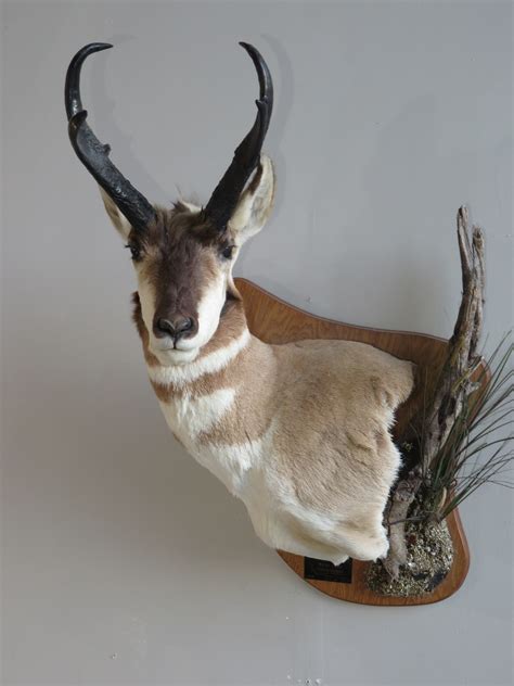 Antelope Taxidermy Mount for sale. A-125P – Mounts For Sale