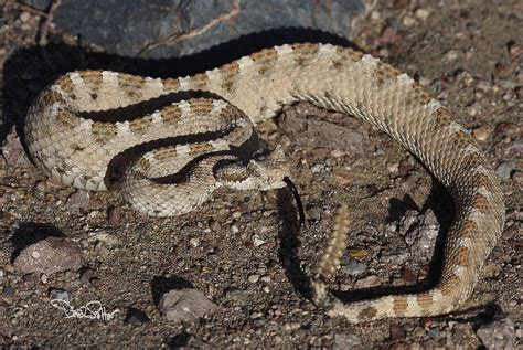 Sidewinder Rattlesnake Photograph by David Salter - Fine Art America