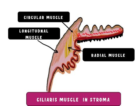 Anatomy Of The Ciliary Body - INSIGHT OPHTHALMOLOGY