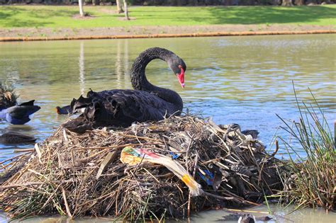 Swan Nesting