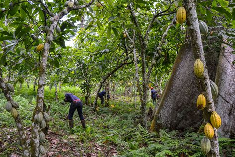 Scientists Make a Sweet Discovery on a West African Cocoa Farm | Audubon