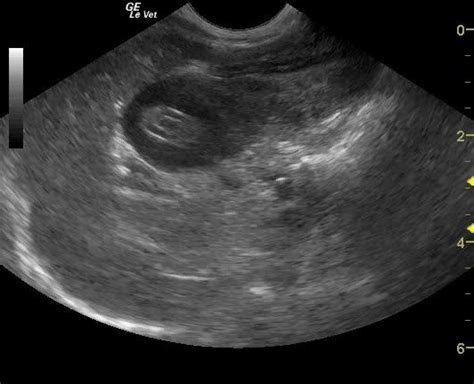 Intestinal Lymphoma in a 14 year old MN cat - Members