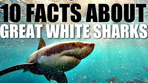 10 Facts About Great White Sharks | Great white shark, White sharks ...